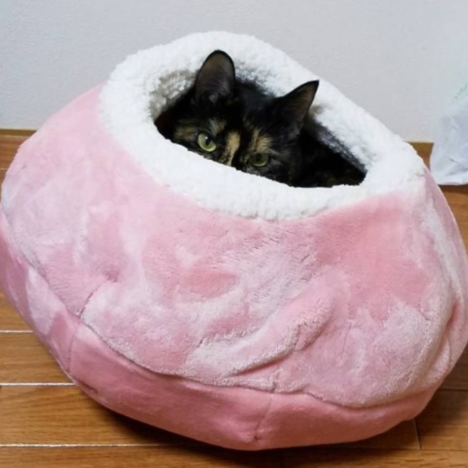 ココのカバー写真