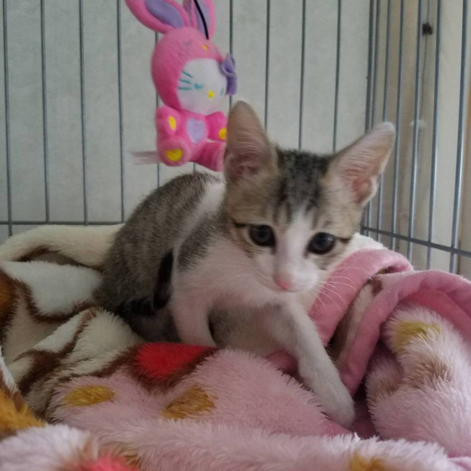 タマのカバー写真