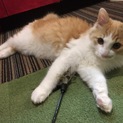 とっても甘えん坊のふわふわ茶白長毛の子猫