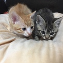 とっても仲の良い猫ちゃんです