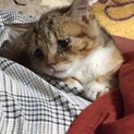 子猫さん (wan life)