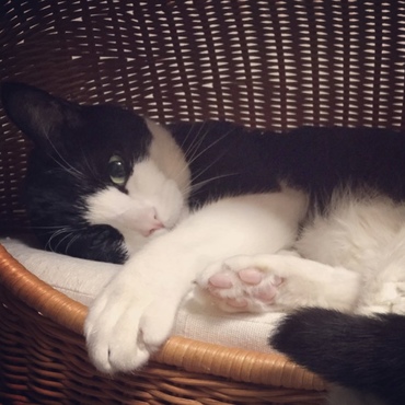 お気に入り猫ベッドにて
