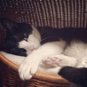 お気に入り猫ベッドにて