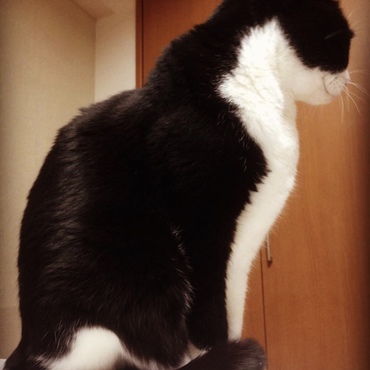艶々な毛並みが自慢でした