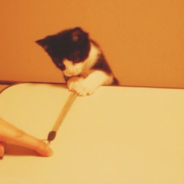 子猫の頃。ヒモで遊ぶのが大好きでした。