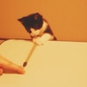 子猫の頃。ヒモで遊ぶのが大好きでした。