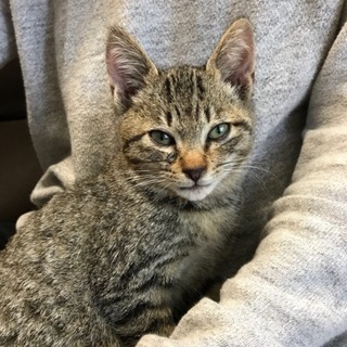 ♡おとなしい女の子です。♡