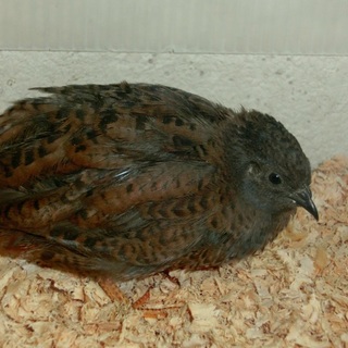 ヒメウズラ（茶色）の里親募集（１羽～３羽）