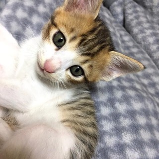 緊急里親募集中！！