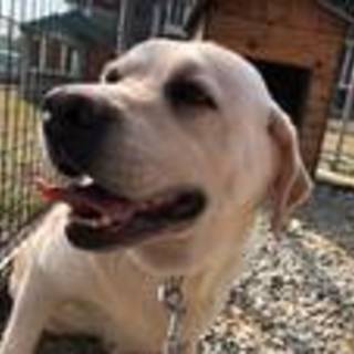 繁殖場よりレスキューラブラドールレトリバー女子白③