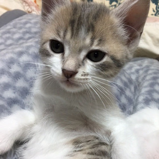 緊急里親募集中！！