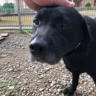 繁殖場よりレスキューラブラドールレトリバー女の子④