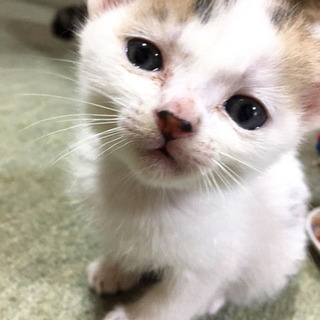 緊急里親募集中！！