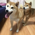 マメ柴犬女の子！