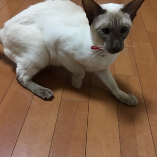 シャム猫　メス　2歳