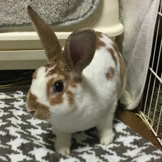 ※里親さん決定  ミニレッキス男の子 