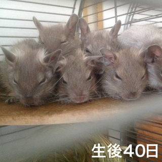 【全員決定♡】ベビーデグー里親募集（♂1匹♀3匹）