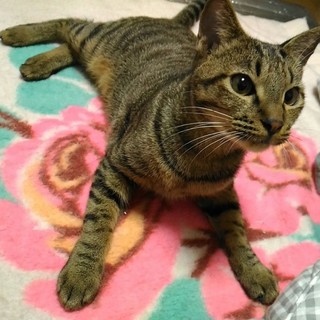 生後6ヵ月のキジトラくんです