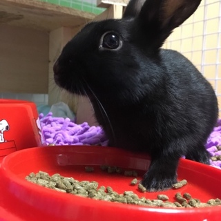 子ウサギ生後2ヶ月