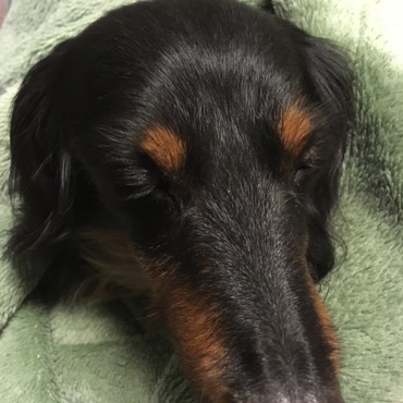 いっぱい遊んで疲れたあ