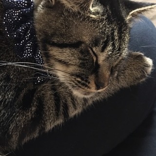 とても人懐っこい保護猫