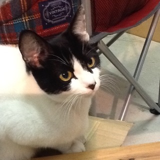 ハチワレ女子 里親さん募集