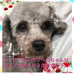 非営利動物保護団体ととのん『ととのんハウス』