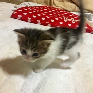 仔猫の里親さん募集中！