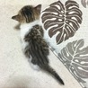 仔猫の里親さん募集中！ サムネイル2