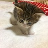 仔猫の里親さん募集中！ サムネイル3