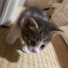 仔猫の里親さん募集中！ サムネイル4
