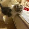 仔猫の里親さん募集中！ サムネイル5