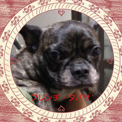 非営利動物保護団体ととのん  池袋マルイ譲渡会