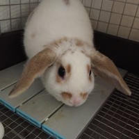 ファルコン
