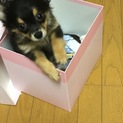 ポメチーのMIX君です☺︎