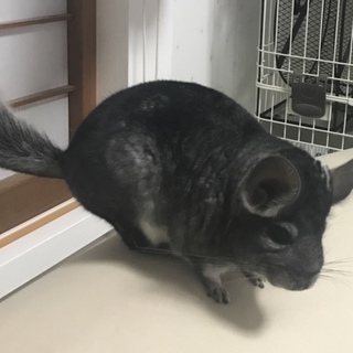 チンチラ ♀の里親さん募集です