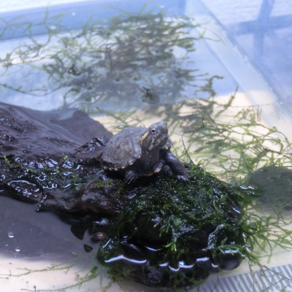トウブドロガメ子亀 カメ ペットのおうち 月間利用者150万人