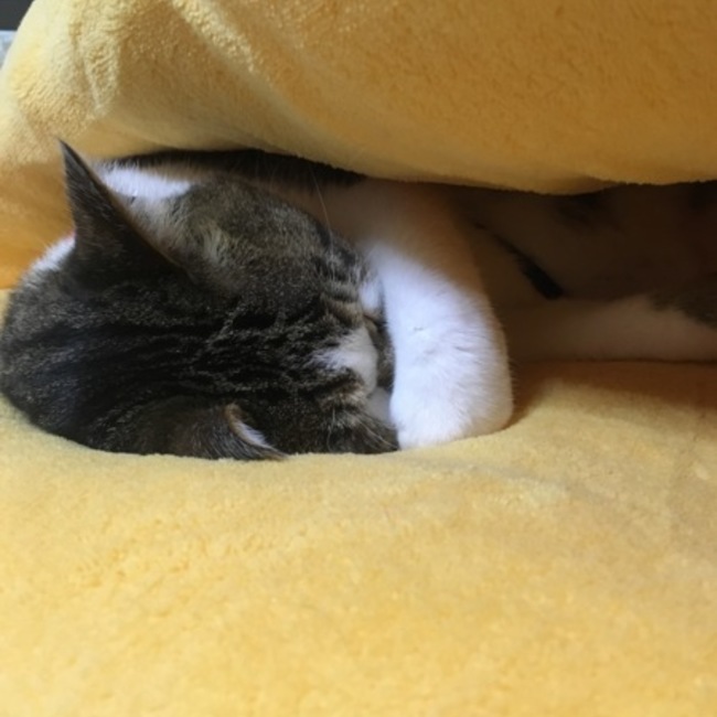 SALA。のカバー写真