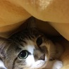 にーたんが買ってくれたお布団、ふわふわで大好きにゃ