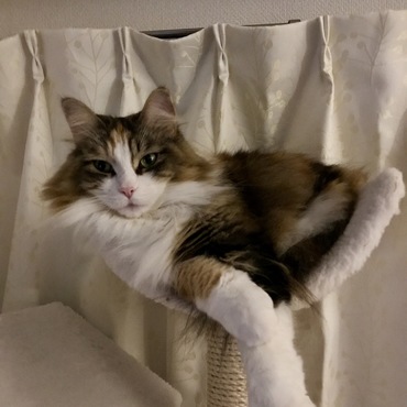 マッタリちゅうですが、ニャにか⁉️