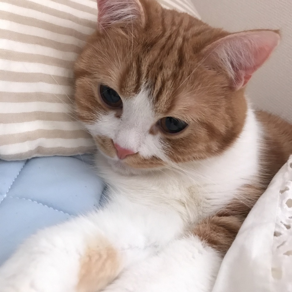 エルのカバー写真