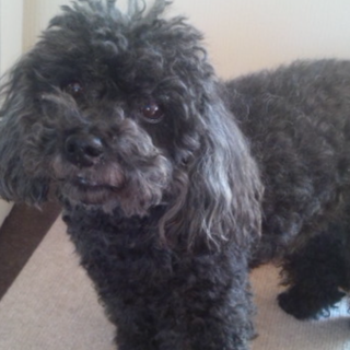 プードル男の子元気な12歳