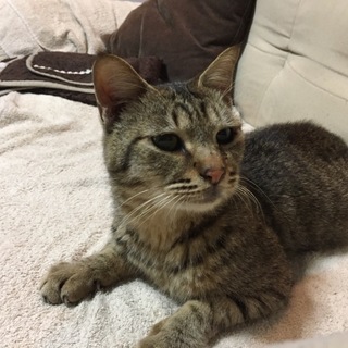 ★動画随時更新中★抱っこ好き超甘えん坊のキジトラ♂