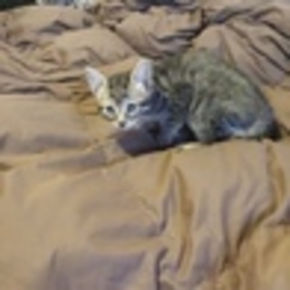 子猫の里親募集です