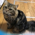 スコティッシュフォールド1歳男の子
