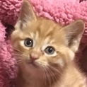 人懐っこいビスキュイちゃん