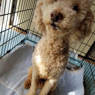 元気人懐っこいトイプー