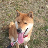 陽(ひなた)