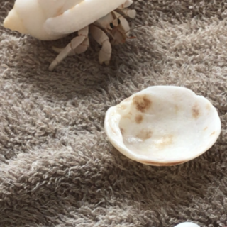 オカヤドカリ！！