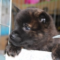 純血　甲斐犬の子犬　９月２８日生まれ